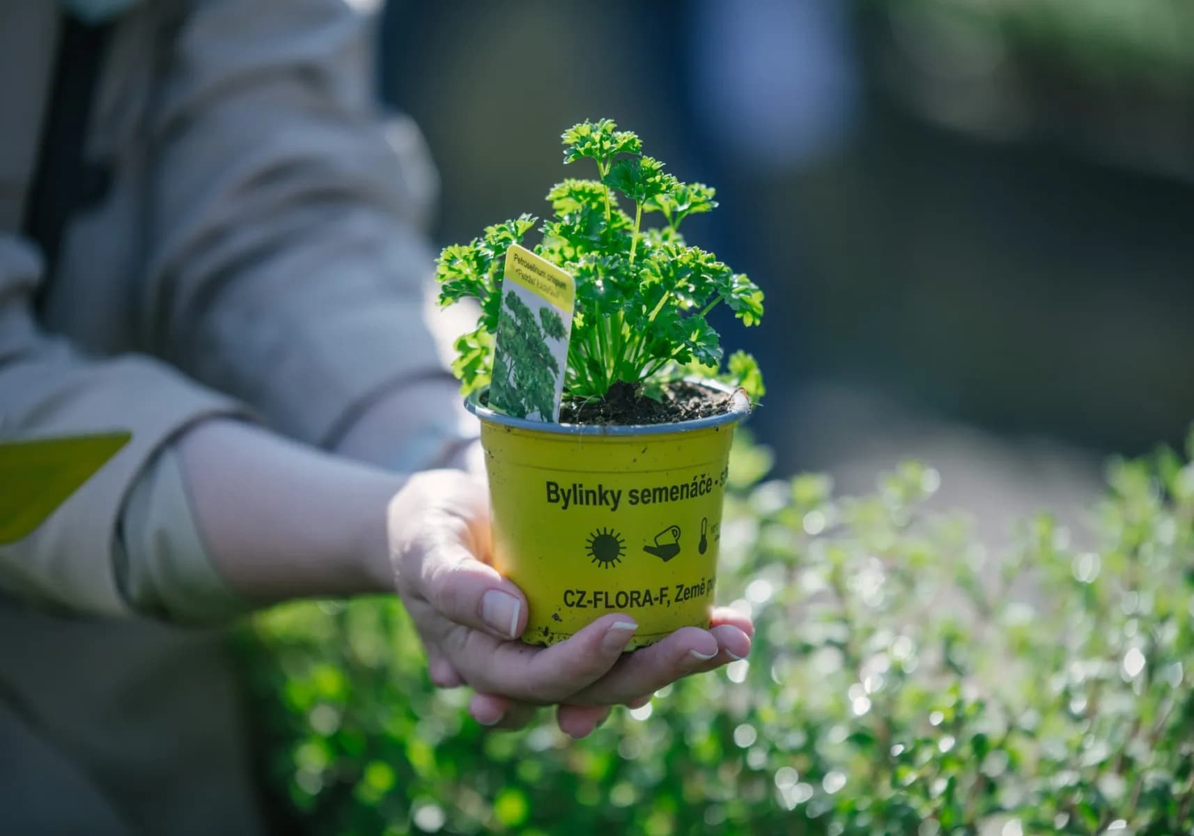Balkonové květiny, letničky, léčivky a koření