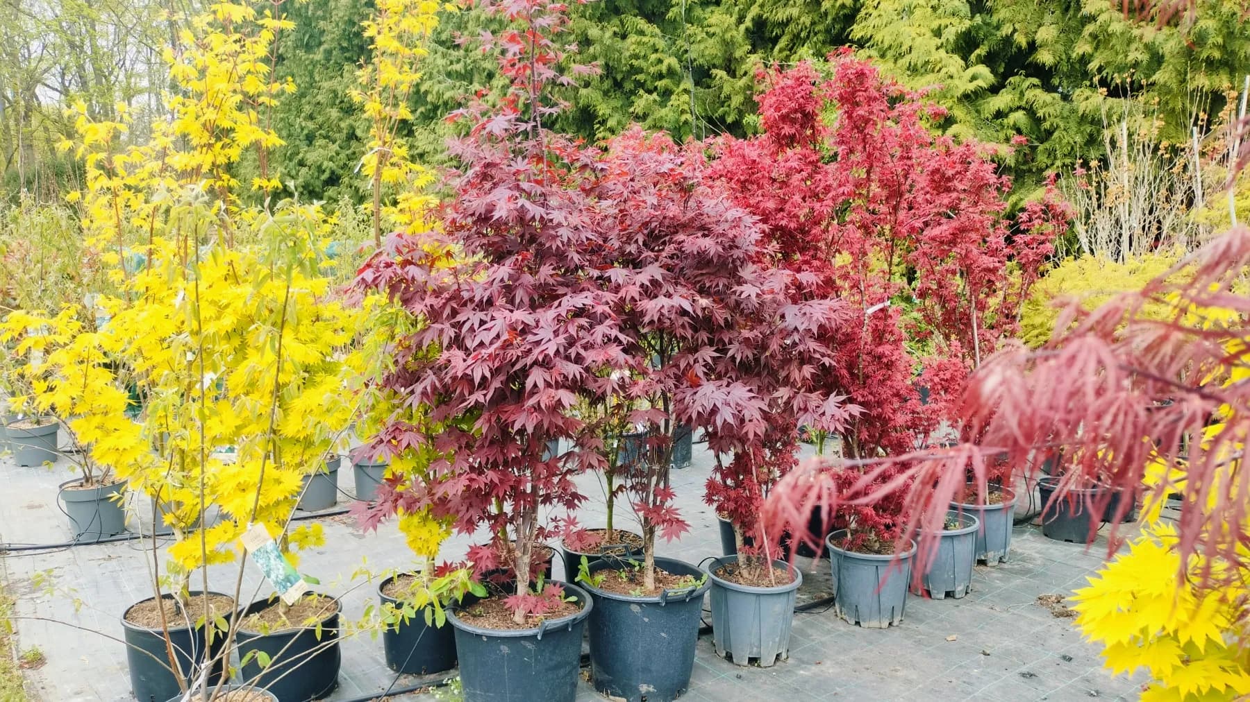 Jehličnaté a listnaté dřeviny