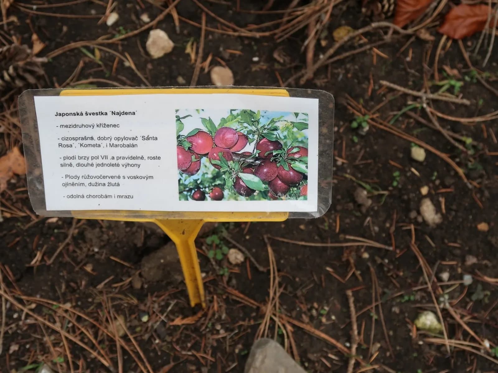 Odborné poradenství pro vaši zahradu