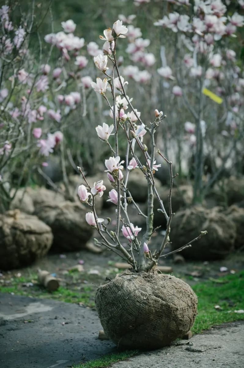 Opadavé i stálezelené listnaté keře
