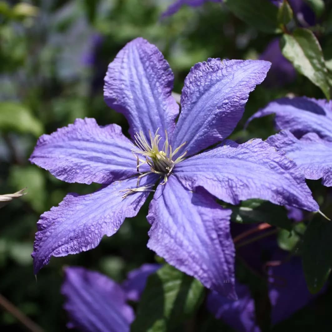 Pnoucí a půdopokryvné rostliny