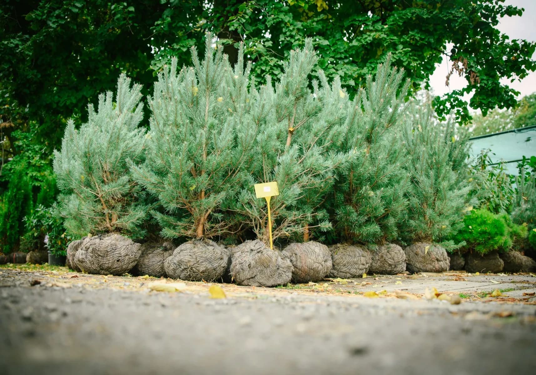 Stromy balové i kontejnerované
