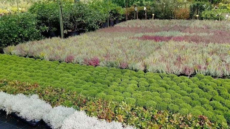 Trvalky, skalničky, kapradiny a okrasné traviny