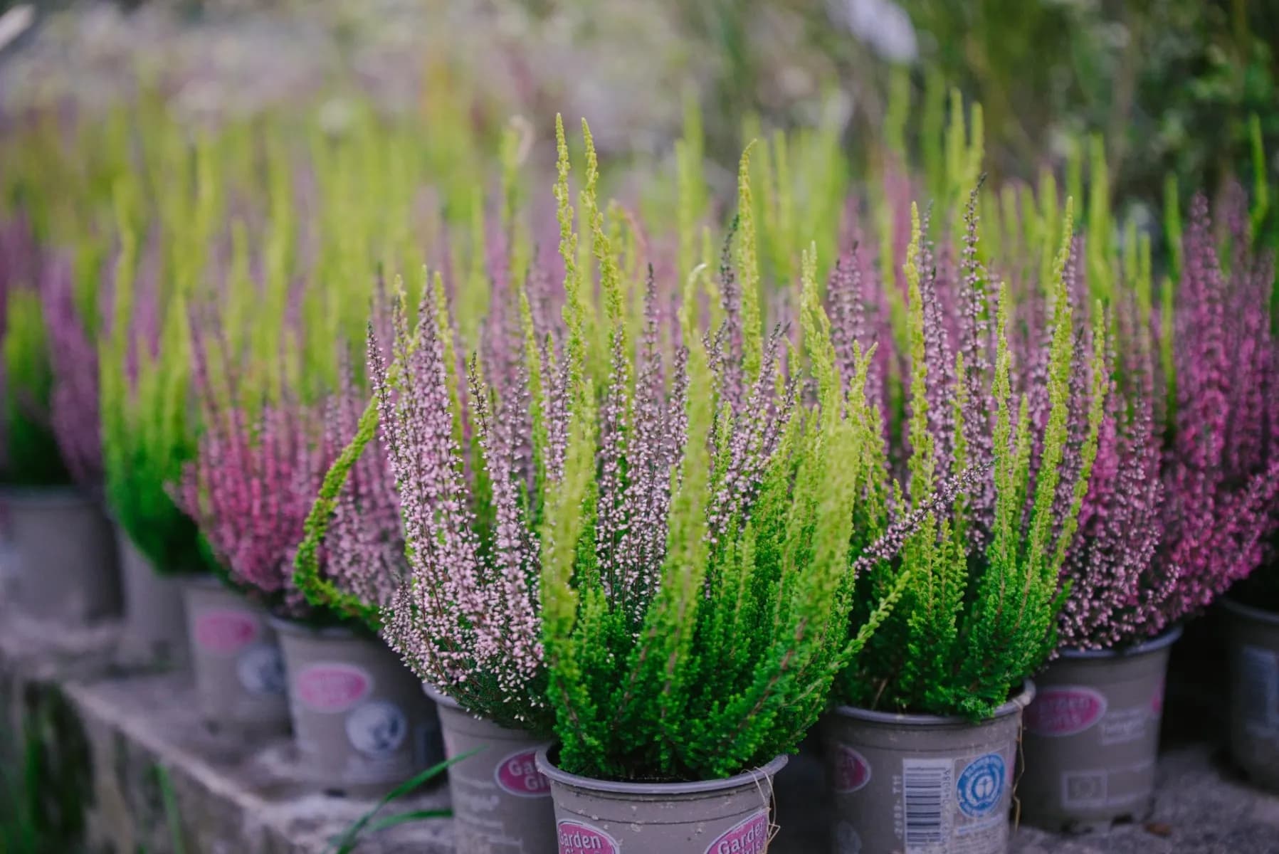 Vřesovištní rostliny